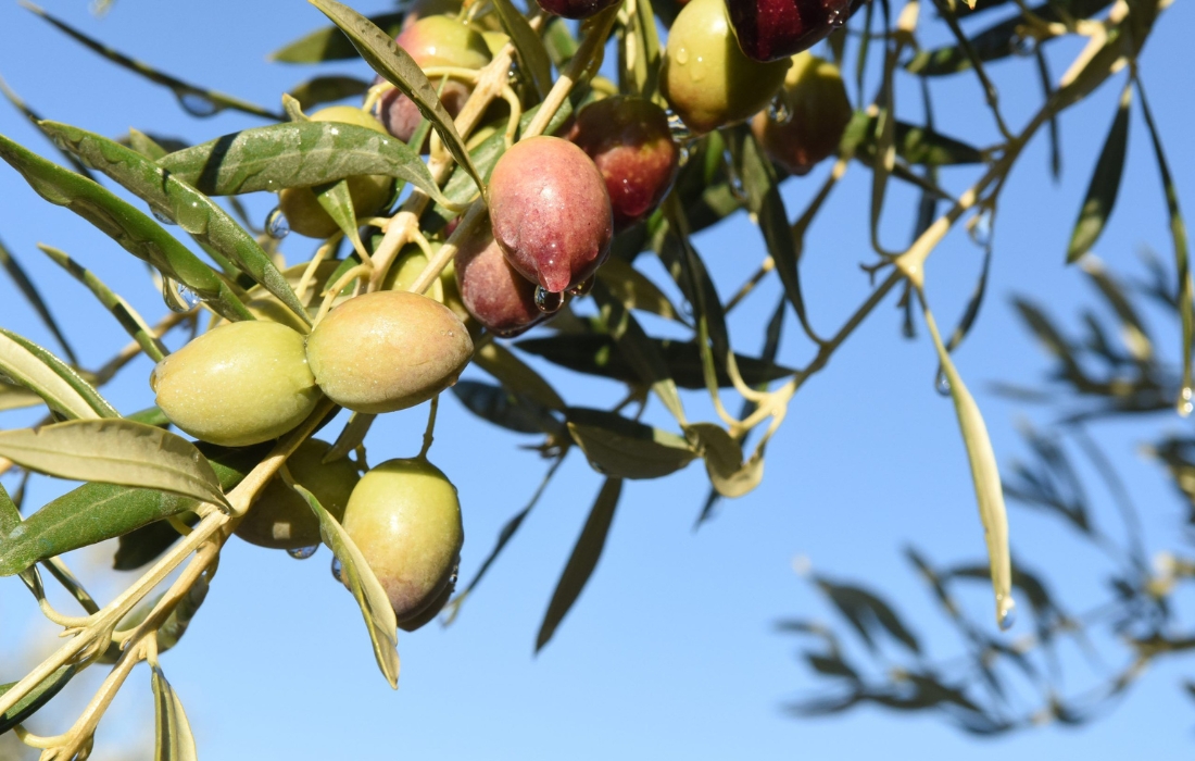aceite oliva enfermedades